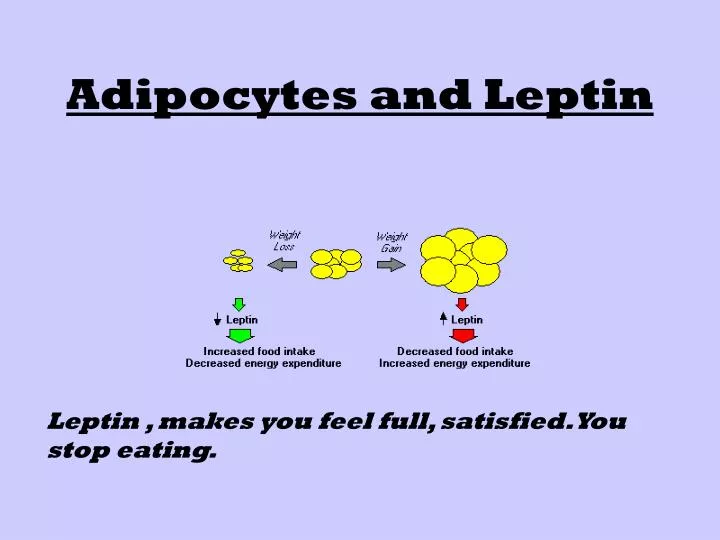 adipocytes and leptin