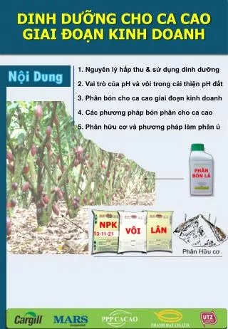 DINH DƯỠNG CHO CA CAO GIAI ĐOẠN KINH DOANH