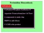 Pyrimidine Biosynthesis - slide 1