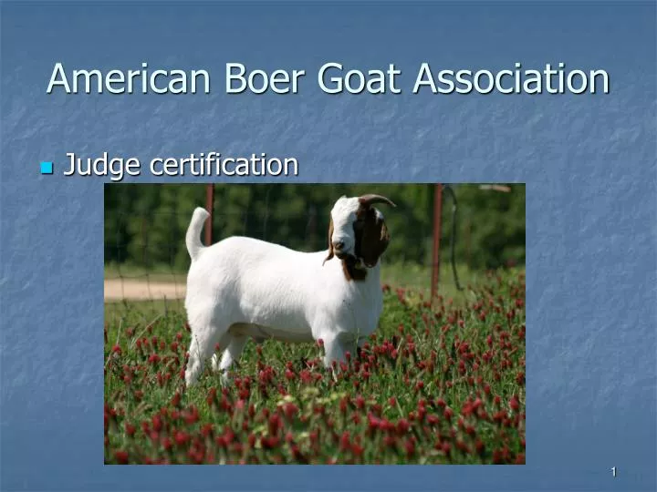 american boer goat association