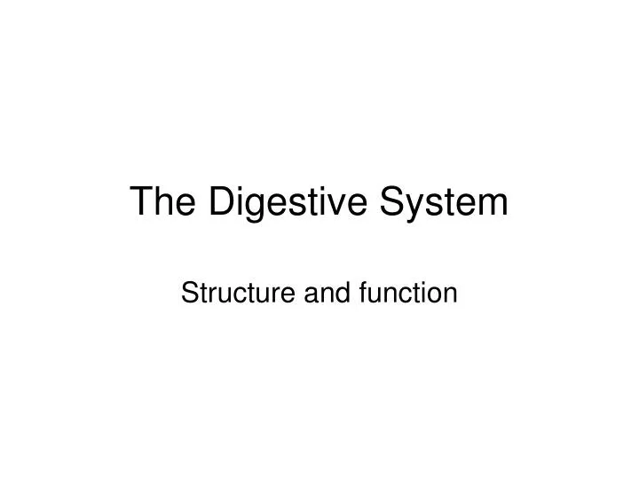 the digestive system