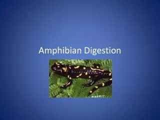 Amphibian Digestion