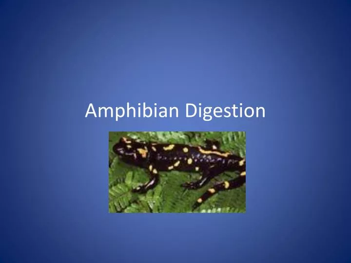 amphibian digestion