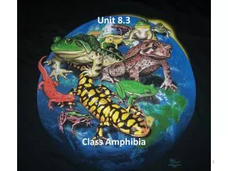 Unit 8.3 Class Amphibia