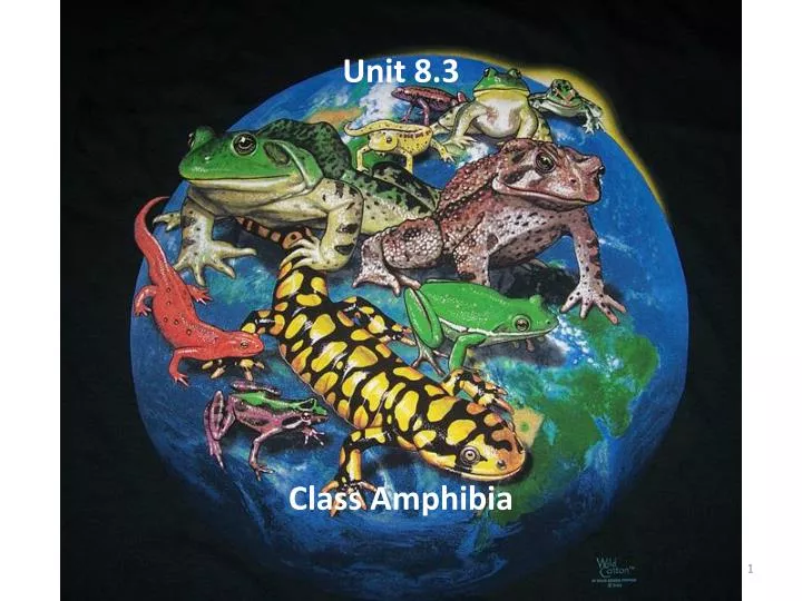 unit 8 3 class amphibia