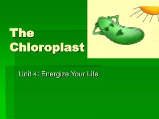 the chloroplast