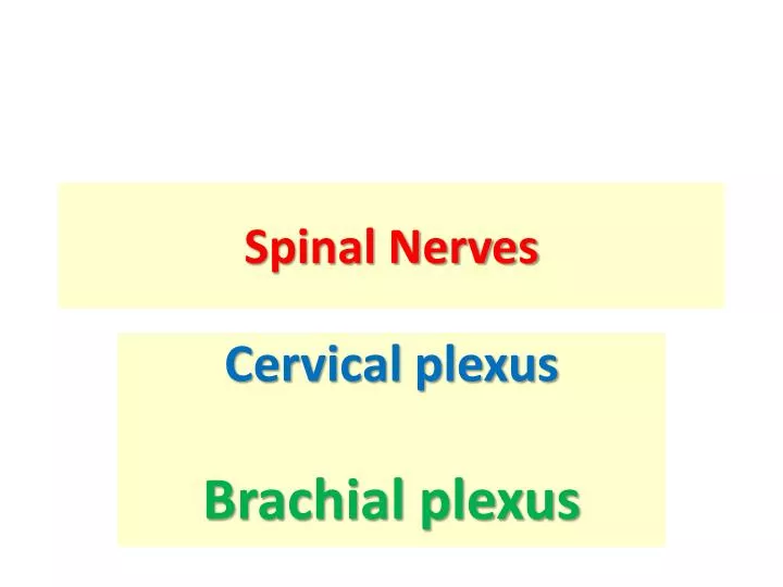 spinal nerves