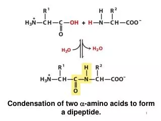 Condensation of two a -amino acids to form a dipeptide.
