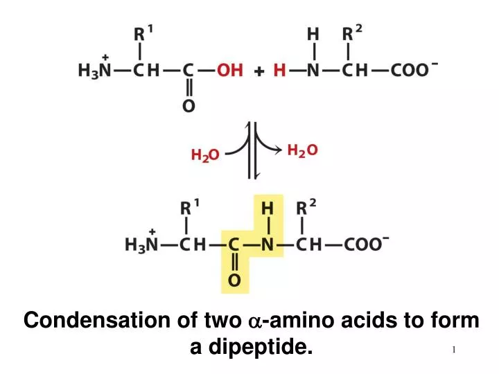 condensation of two a amino acids to form a dipeptide