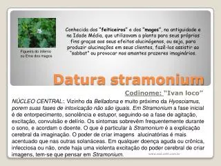 datura stramonium