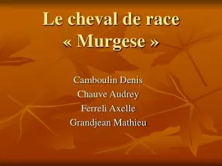 le cheval de race murgese