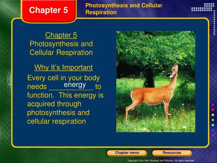 chapter 5 photosynthesis and cellular respiration