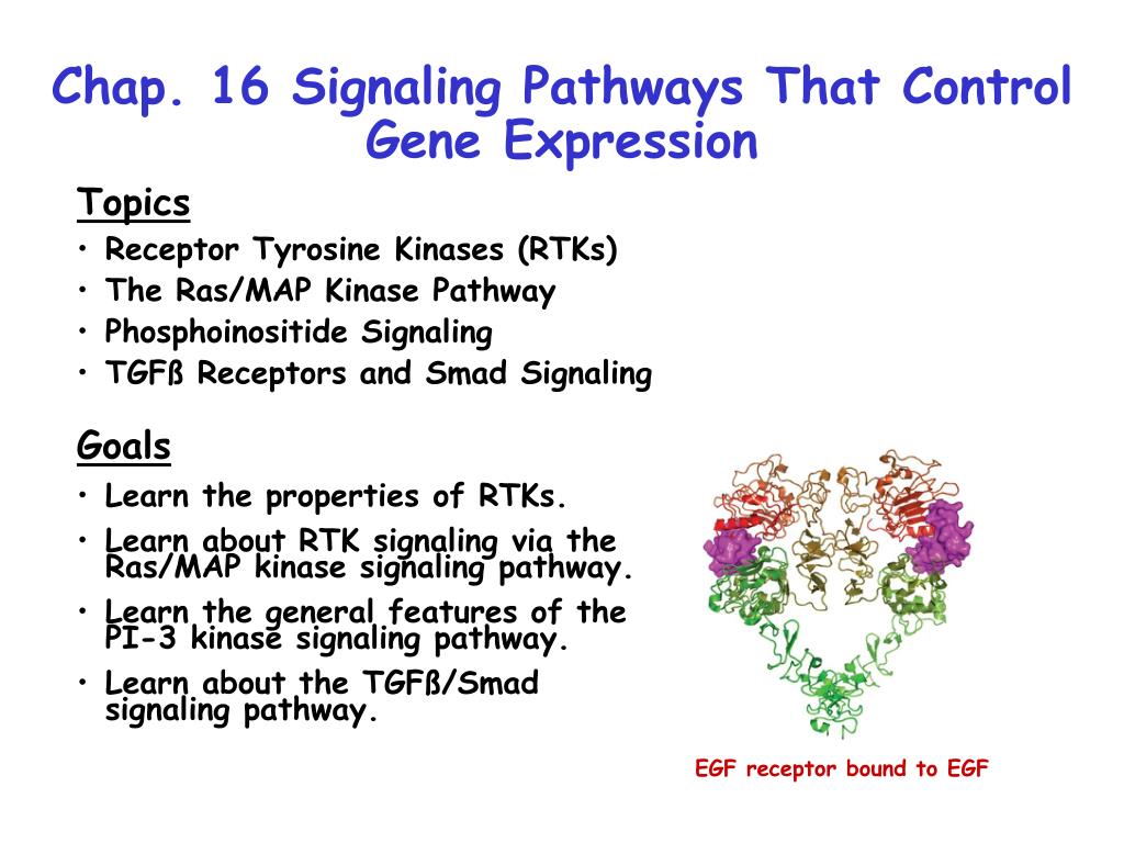 PPT - Chap. 16 Signaling Pathways That Control Gene Expression ...