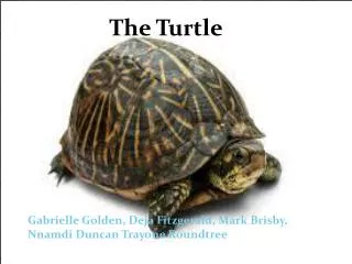 The Turtle