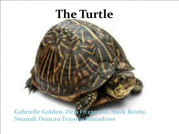 the turtle