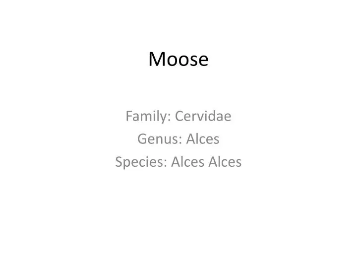 moose