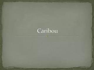 Caribou