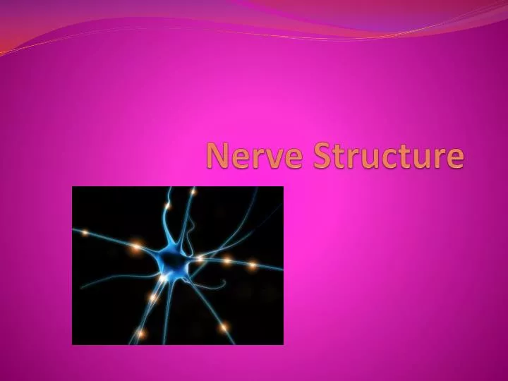 nerve structure