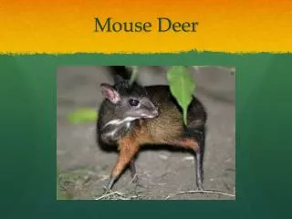 Mouse Deer
