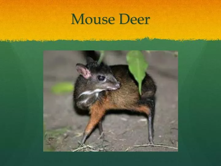 mouse deer