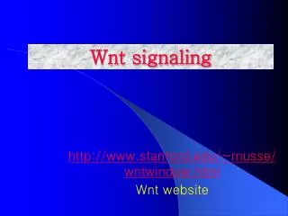 Wnt signaling