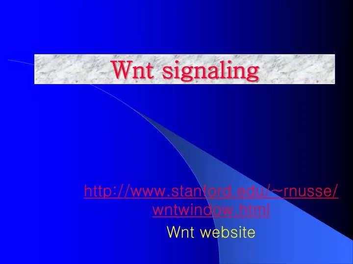 wnt signaling