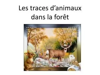 les traces d animaux dans la for t