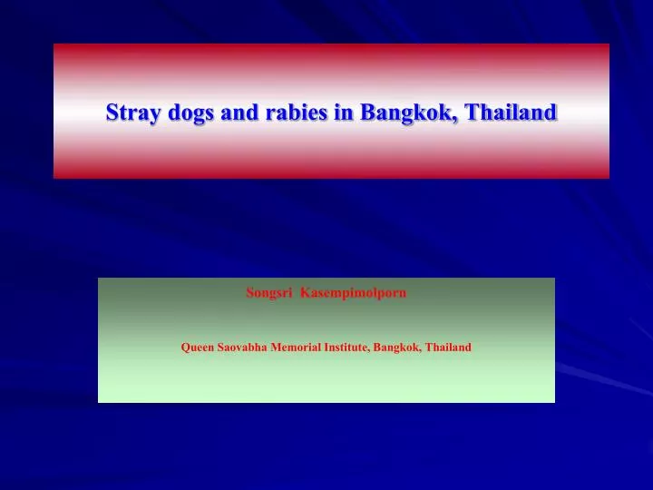 stray dogs and rabies in bangkok thailand