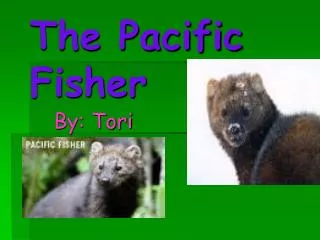The Pacific Fisher