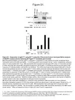 Expression and Analysis of gp91phox and p22phox in Neutrophils Following Gene Transfer - slide 1