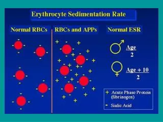 Factors Affecting the Sedimentation Rate