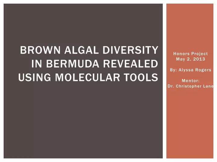 brown algal diversity in bermuda revealed using molecular tools