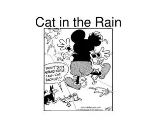 cat in the rain