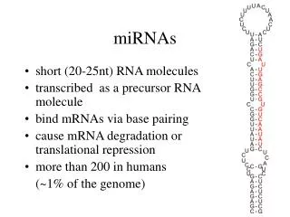 miRNAs