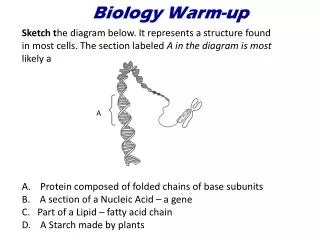 Biology Warm-up