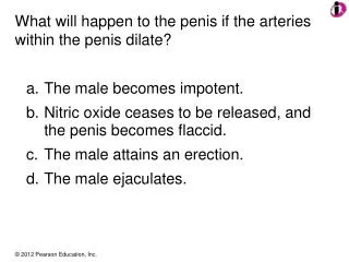 What will happen to the penis if the arteries within the penis dilate?
