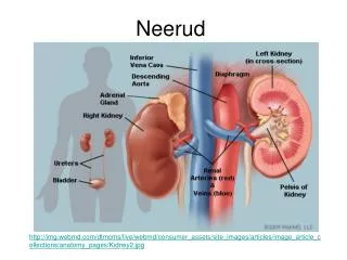 neerud