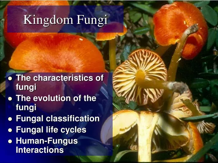 kingdom fungi