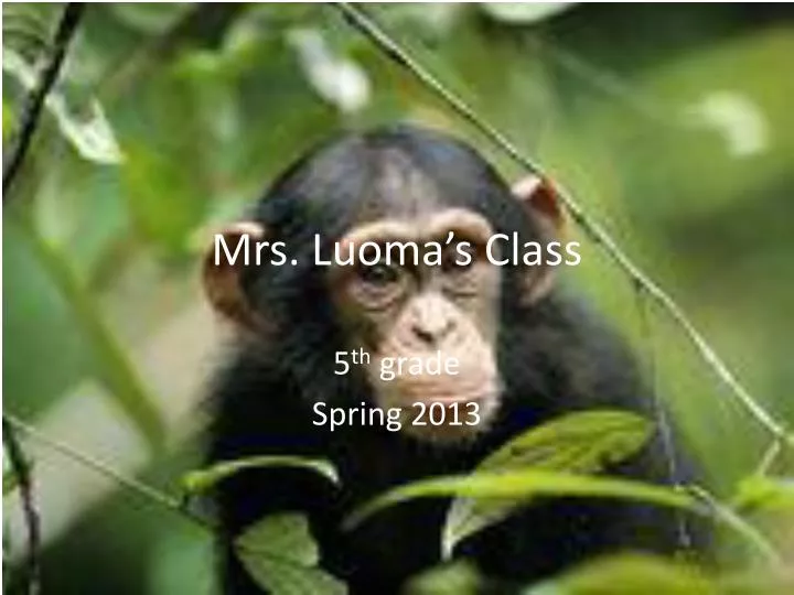 mrs luoma s class
