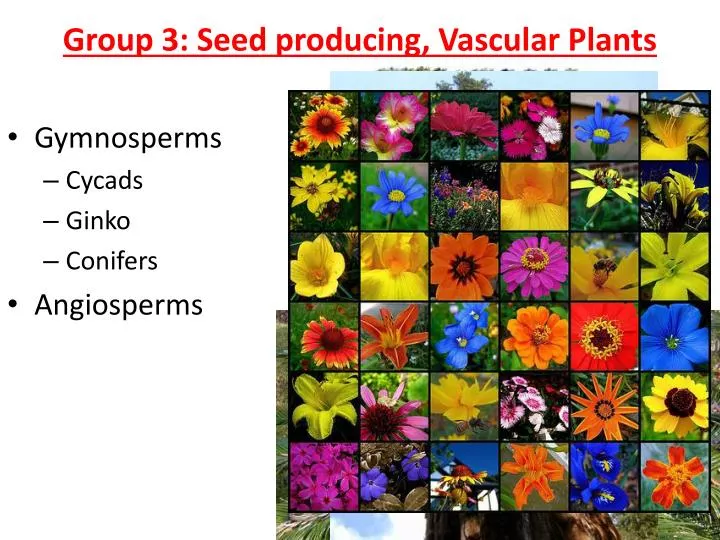 group 3 seed producing vascular plants