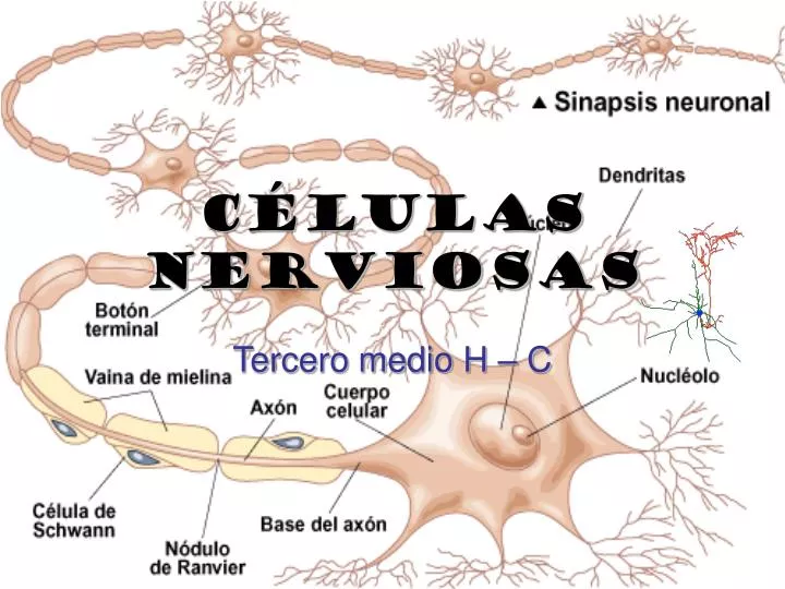 c lulas nerviosas