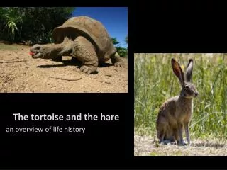 The tortoise and the hare an overview of life history