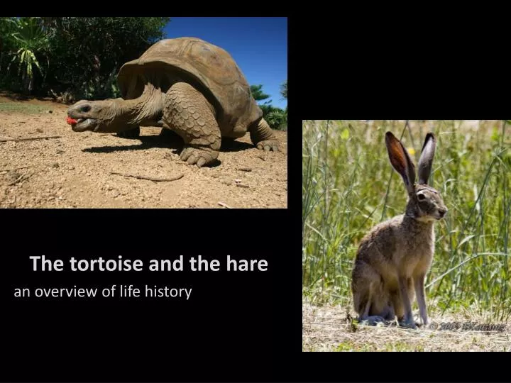 the tortoise and the hare an overview of life history