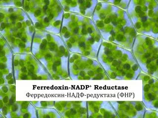 Ferredoxin -NADP + Reductase Ферредоксин-НАДФ-редуктаза (ФНР)