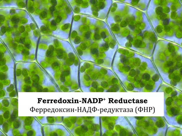 ferredoxin nadp reductase