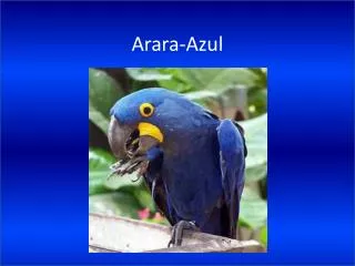 arara azul