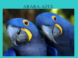 arara azul