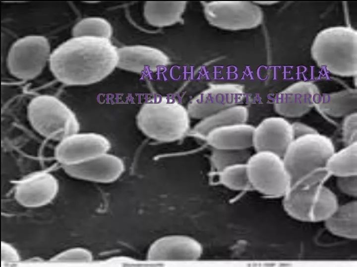 archaebacteria