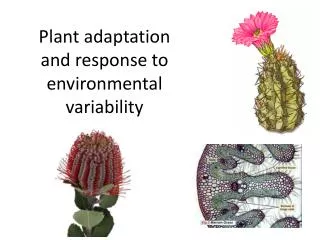 Plant adaptation and response to environmental variability