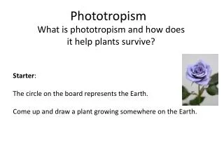 Phototropism